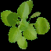 Benefits of Oregano