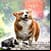 Dog Wallpapers 4K Background