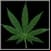 Marijuana Truth