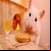 Guinea pig and Hamster around the world 4K 