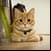 Kitten Wallpaper 4K Background